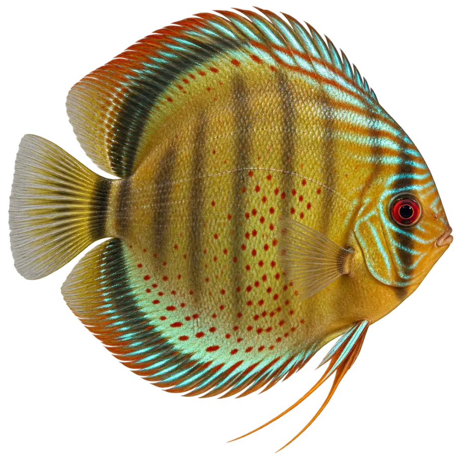 Freigestellter grüner Wilddiskus mit roten Punkten als Darstellung einer westamazonischen Population